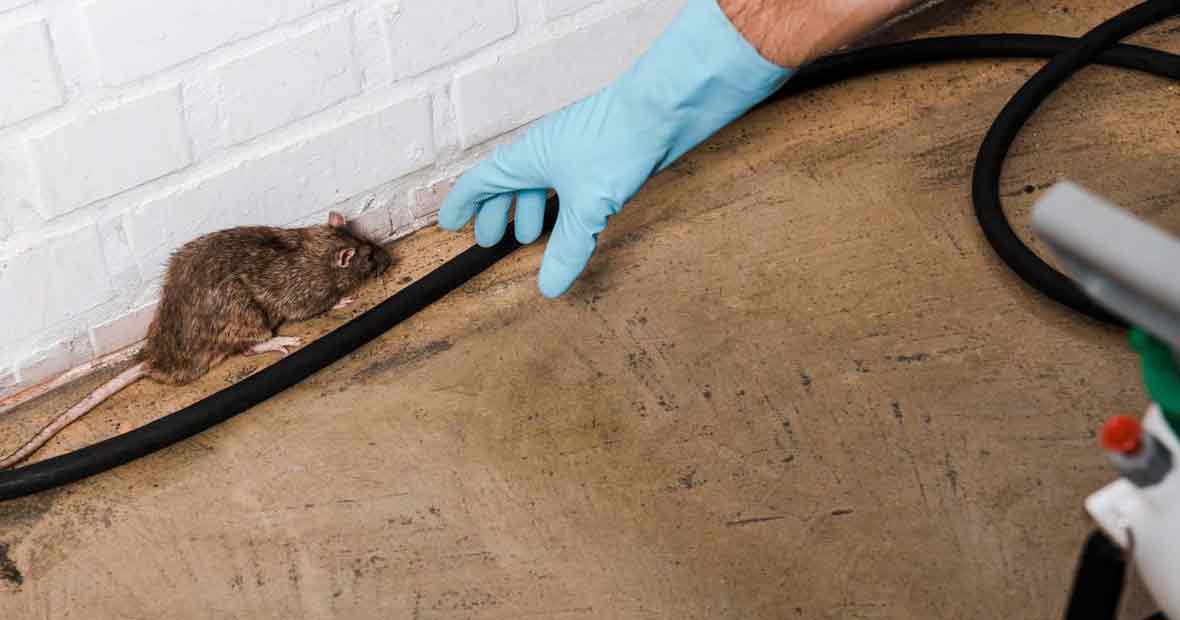 dératisation