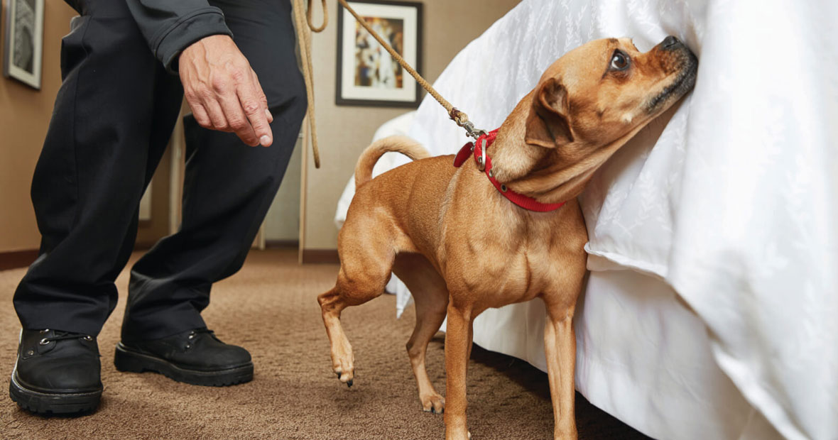 La détection canine des punaises de lit