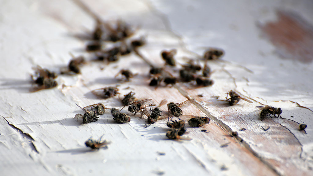 Propriétaire accroupi découvrant des signes d'infestation dans un garage résidentiel à Terrebonne